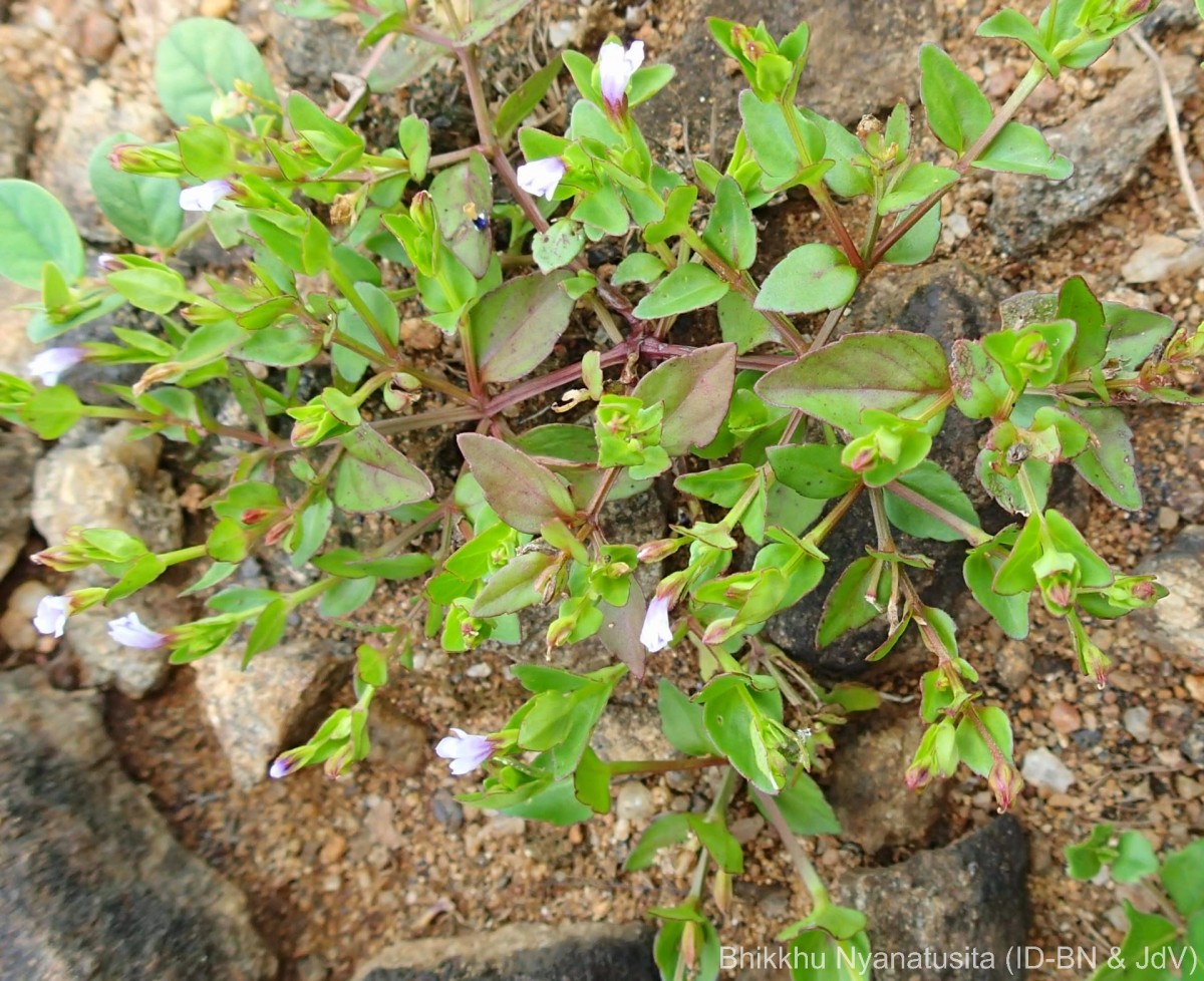Torenia crustacea (L.) Cham. & Schltdl.